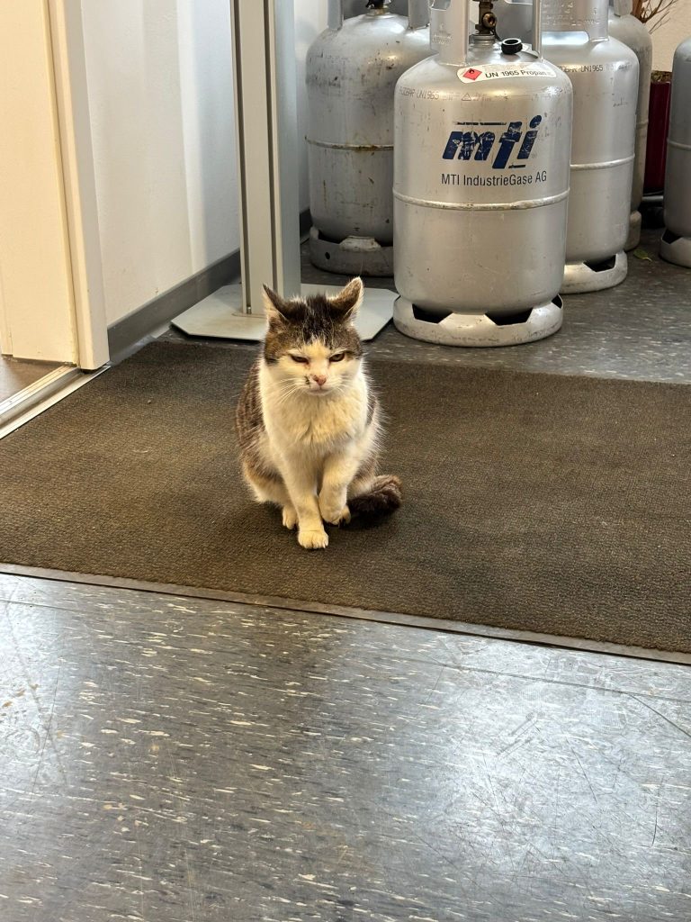 🐾 Geschichte von Tari – einer starken Streunerin 🐱💚
