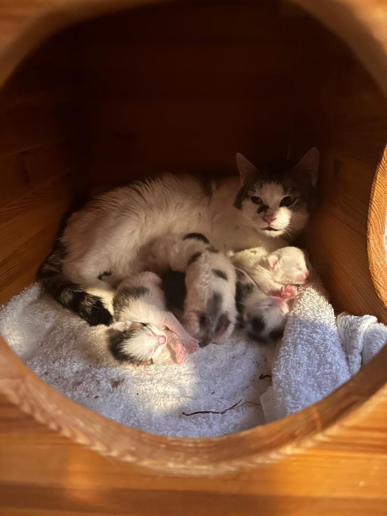 🐾💕 Fünf kleine Wunder für Trudi 🐱✨