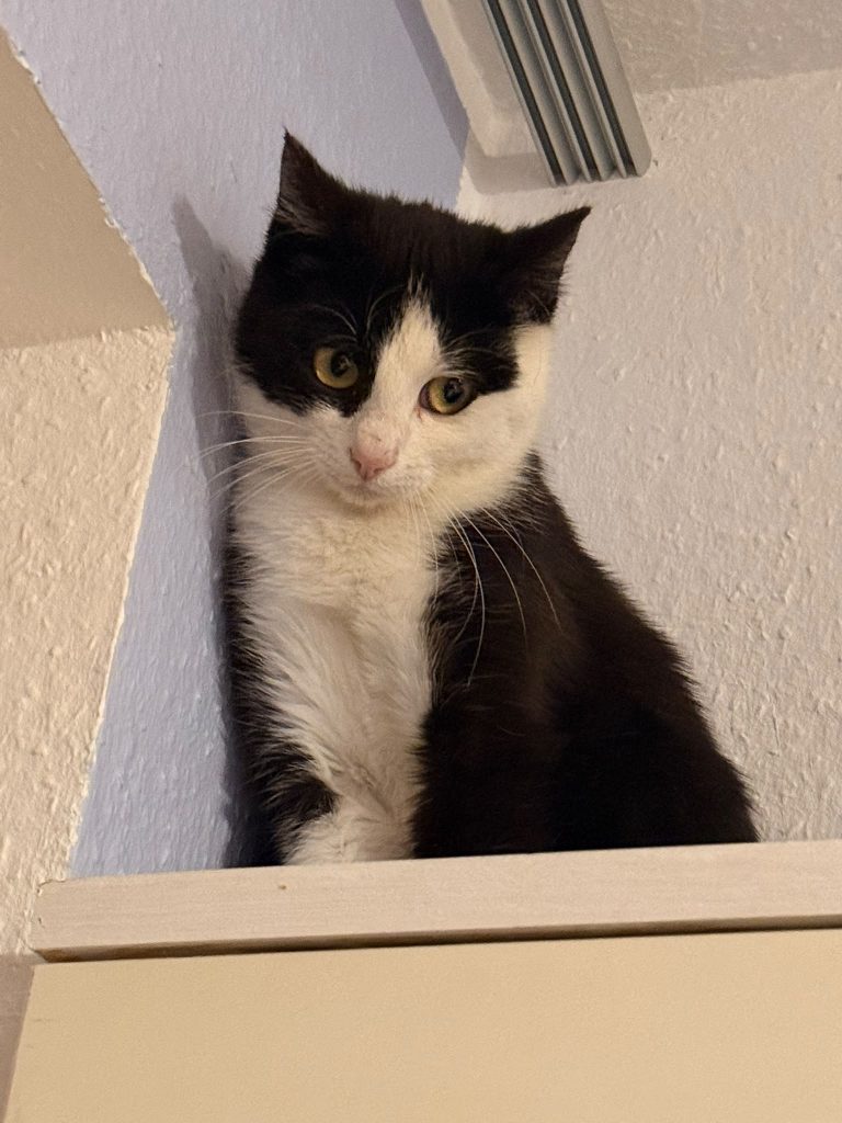 🐾💔 Mila – selbst noch ein Kind und schon Mutter geworden 🐱