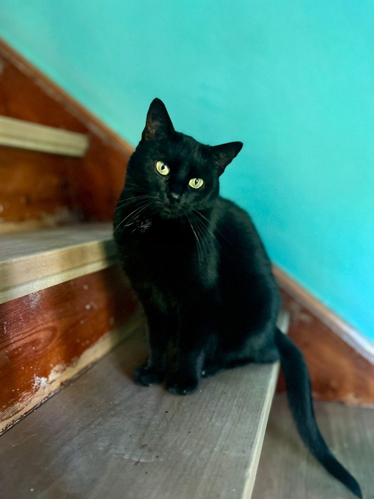 🐾💛 Liza hat ihr Glück gefunden! 🏡✨