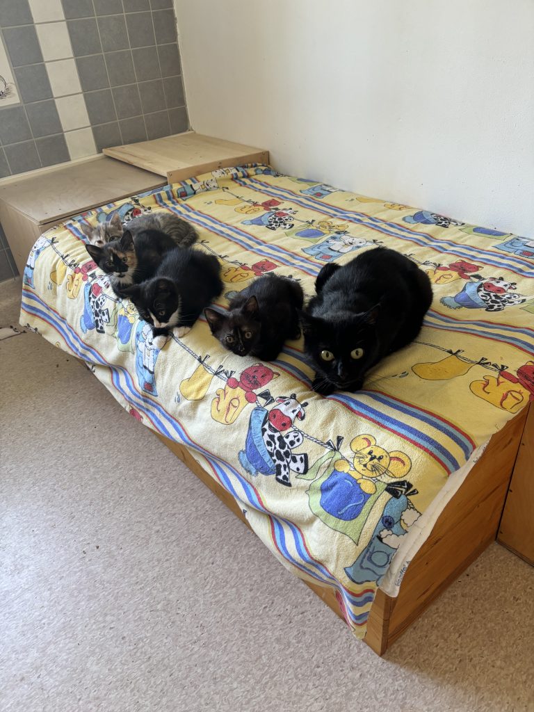 🐾❤️ Abschied von Lotte und ihren vier Kitten ❤️🐾